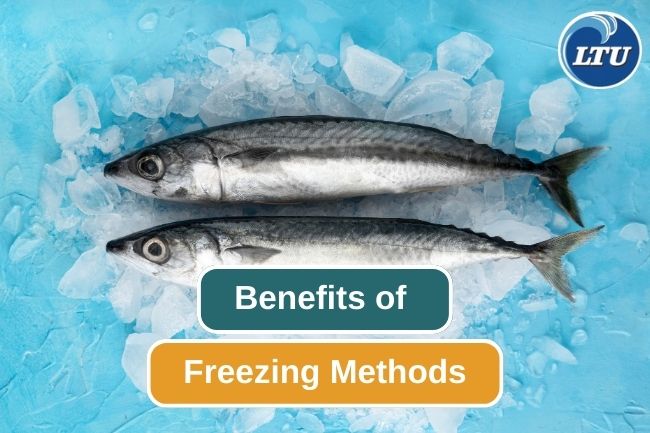 5 Advantages Of Freezing Fish Method